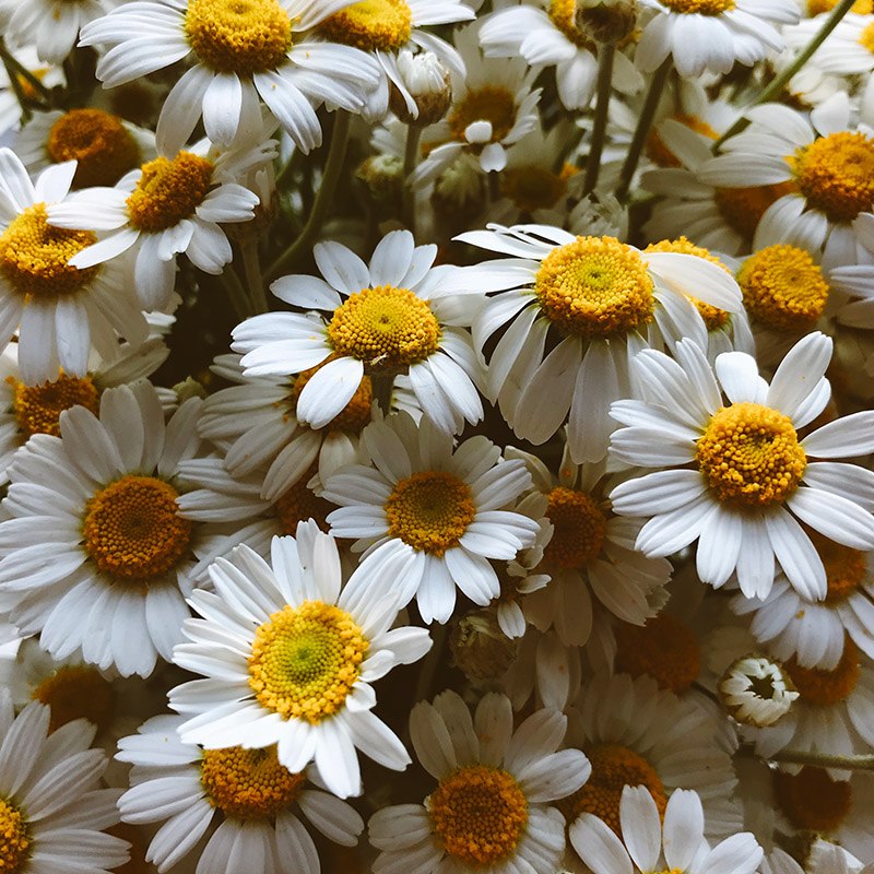 Calendula and chamomile extract