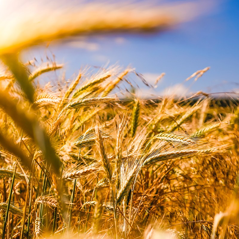 Wheat proteins