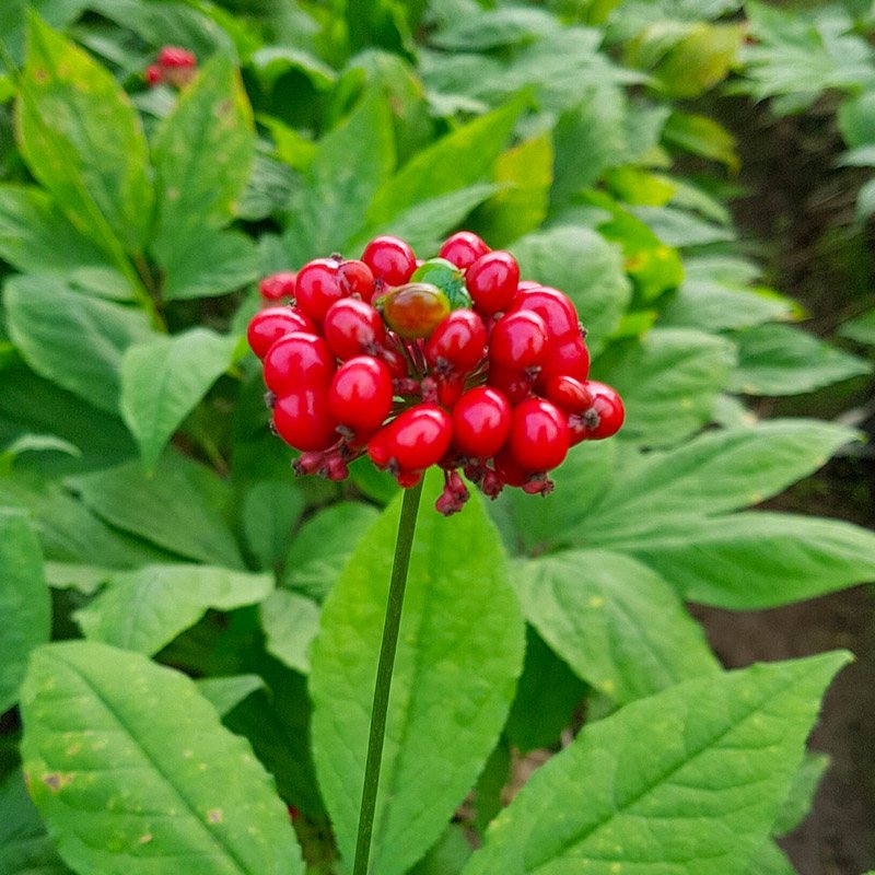 Ginseng