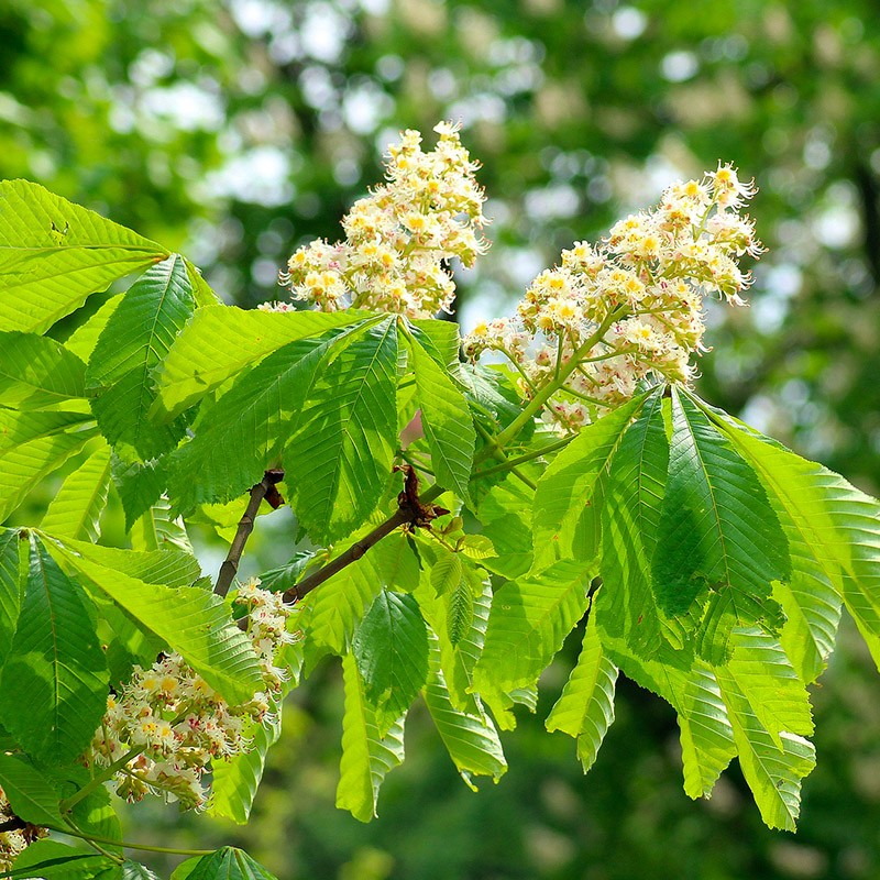 Horse-chestnut extract