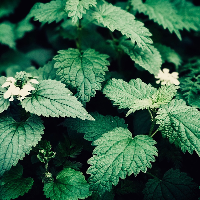 Nettle