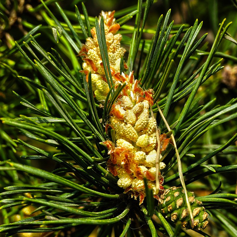 Scots pine