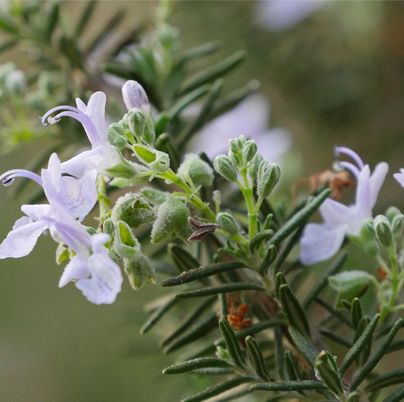 Rosemary