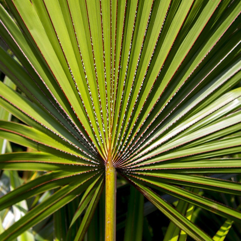 Serenoa repens