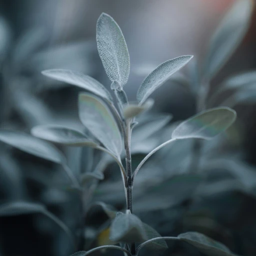 Sage Essential Oil